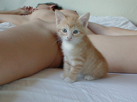 animal breasts cat female funny kitten mammal nipples