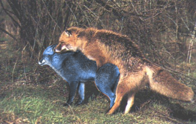 blue_fur color doggy_style female fox fox_mccloud fur furry_ears furry_tail krystal male nude orange_fur sex side_view star_fox tail