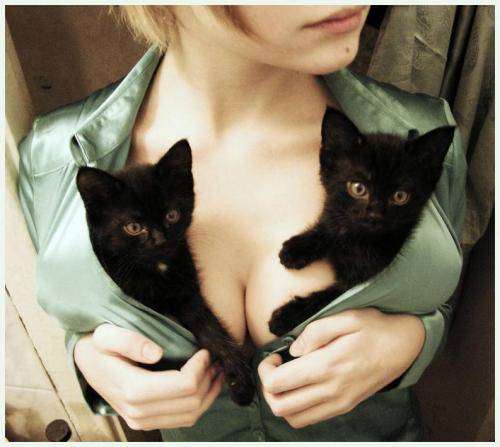 animal blonde_hair breasts cat cleavage female kitten mammal short_hair