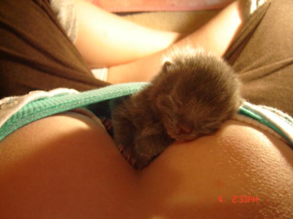 animal breasts cat cleavage female kitten mammal photo text watermark