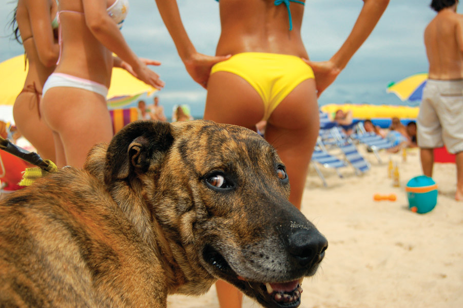 3girls animal ass beach bikini comedy dog female female_focus funny humor looking_back mammal meme multiple_girls panties voyeur voyeurism
