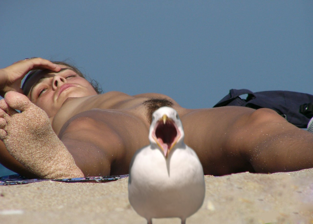 avian beach bird breasts feet female foot humor mammal nipples rastifan seagull seaside soles toes